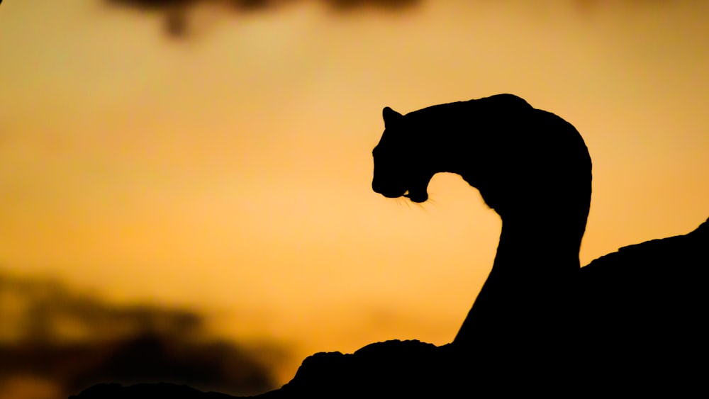 silhouette of a cat during sunset