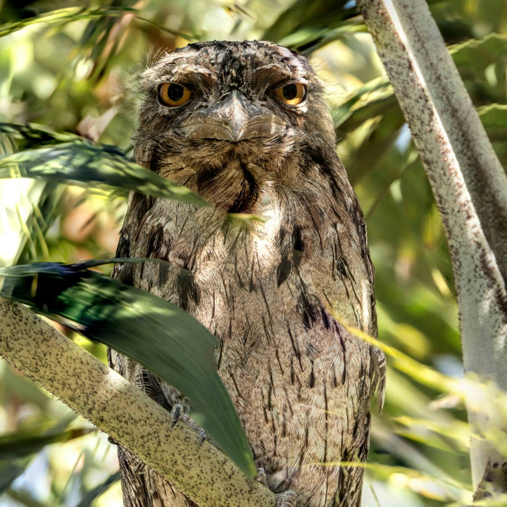 Búho marrón en la rama de un árbol durante el día