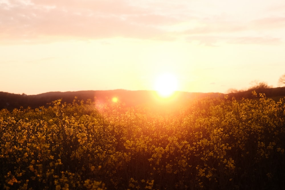 Campo de flores amarillas durante la puesta del sol
