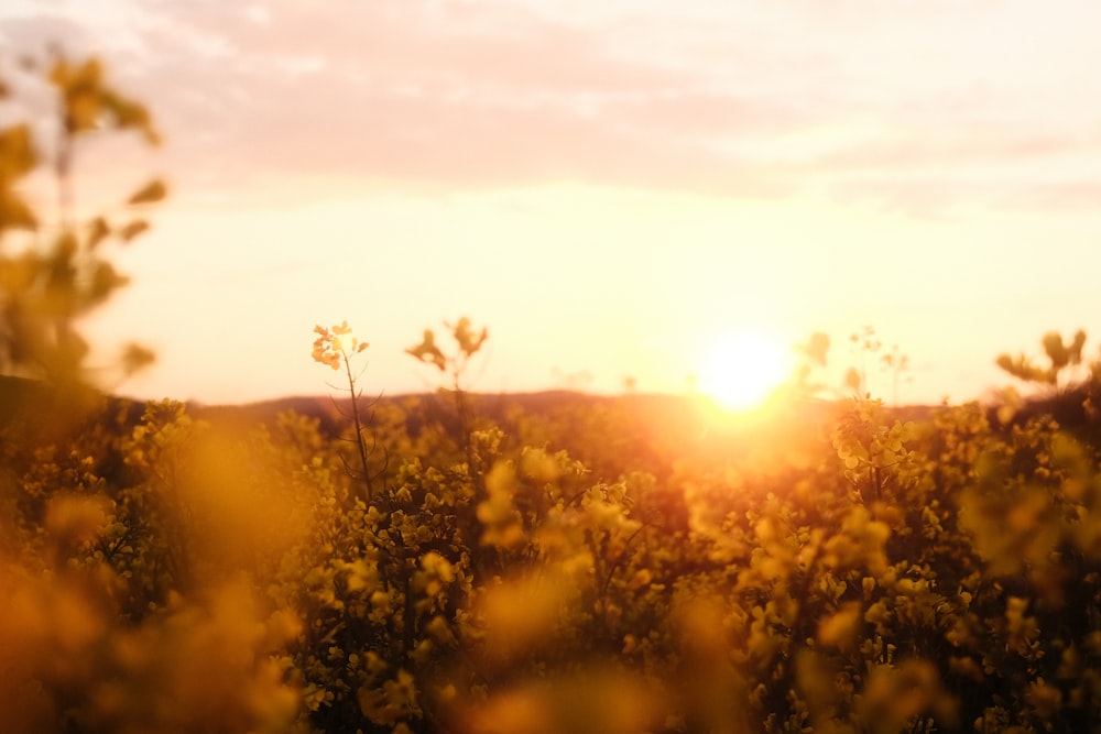 Sonnenuntergang über den Wolken