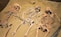 a group of skeletons sitting on top of a sandy ground