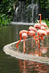 pink flamingos on water during daytime