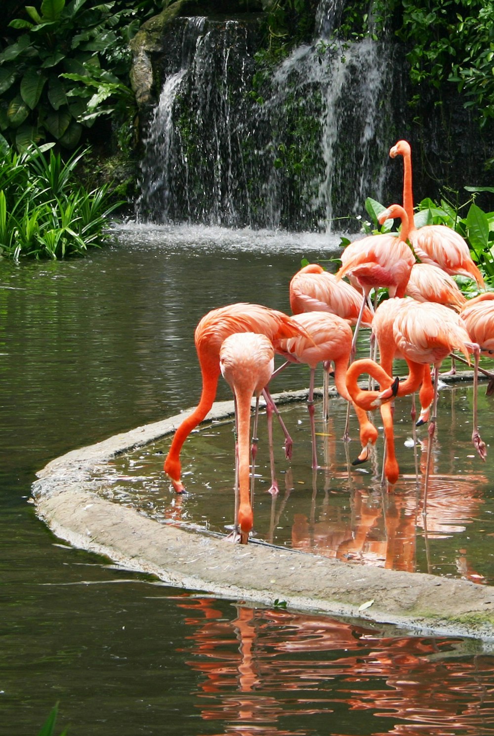 pink flamingos on water during daytime