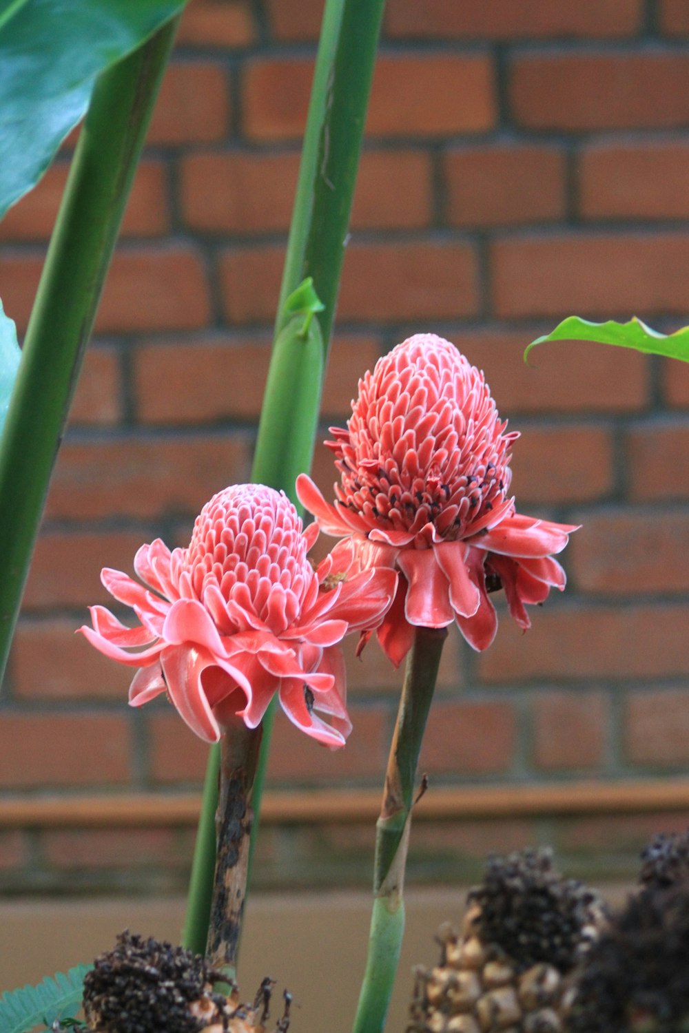 red and green flower in close up photography