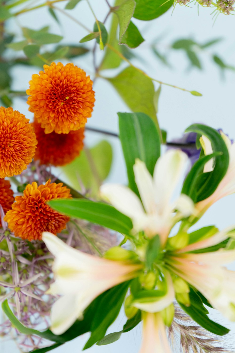 orange and yellow flowers in bloom during daytime