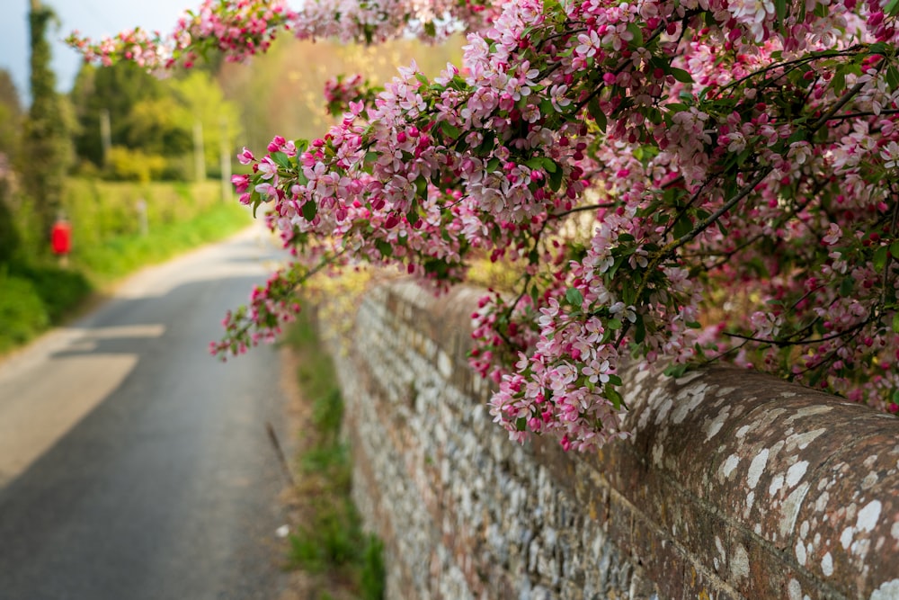 灰色のコンクリートの壁の横のピンクの花