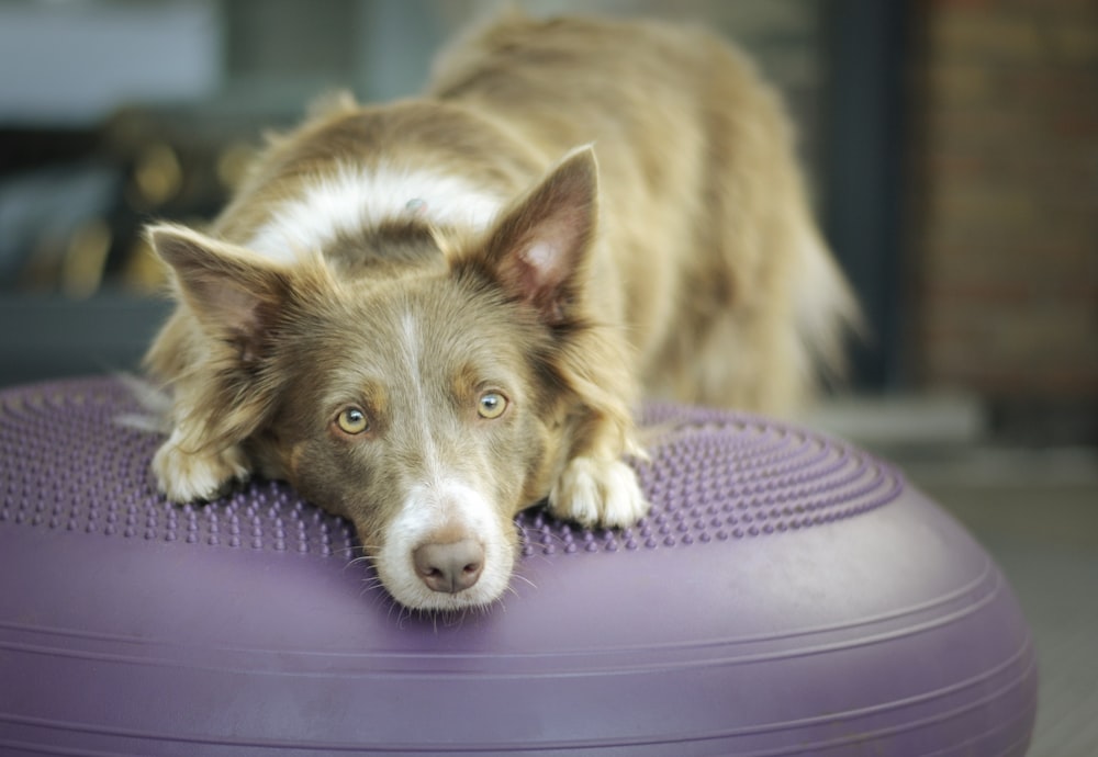 brown and white border collie mix