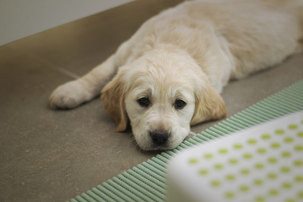 golden retriever puppy lying on green and white polka dot textile