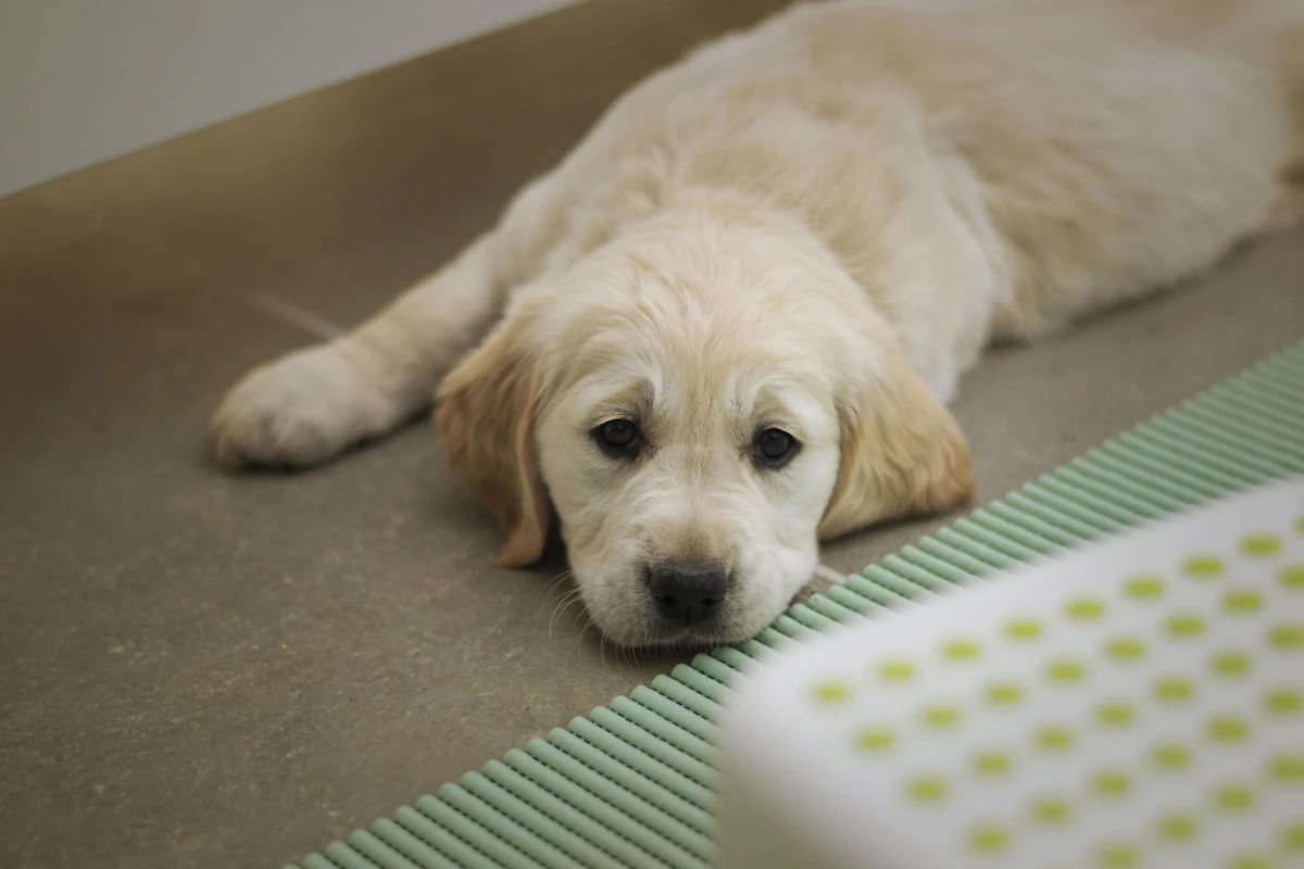 Replace Appointment Scheduling for Vet Clinics in 2026