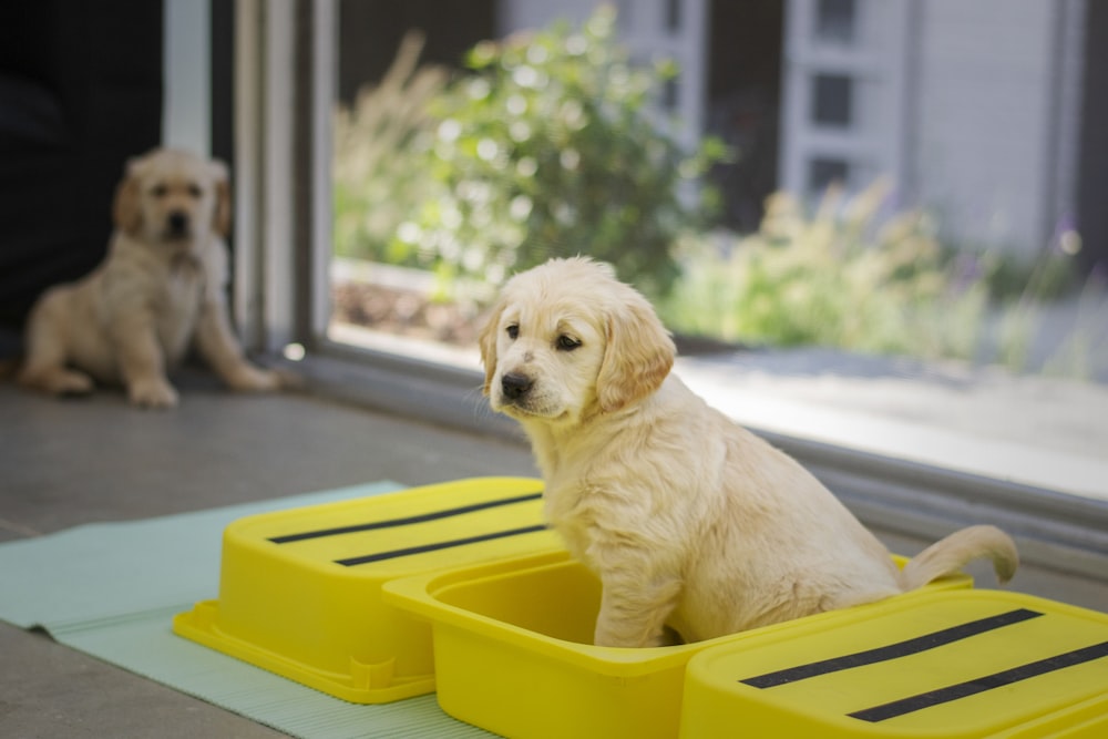 yellow labrador retriever puppy in yellow plastic container