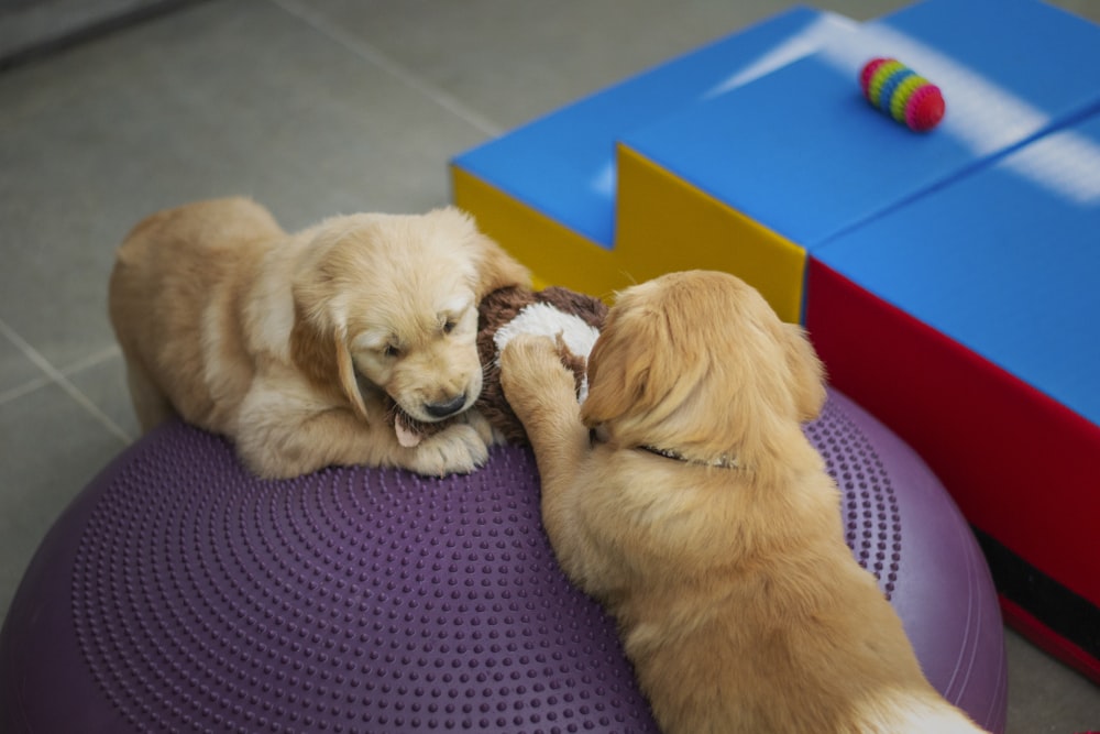 golden retriever puppy lying on black and white polka dot textile