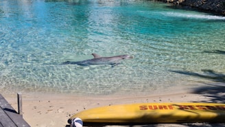 A dolphin swims in clear, shallow water near a sandy shore. A yellow surf rescue board is positioned on the sand with its end slightly visible, and the water features shades of blue and green with sparkling highlights.