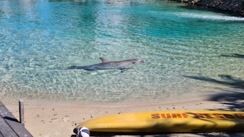 A dolphin swims in clear, shallow water near a sandy shore. A yellow surf rescue board is positioned on the sand with its end slightly visible, and the water features shades of blue and green with sparkling highlights.
