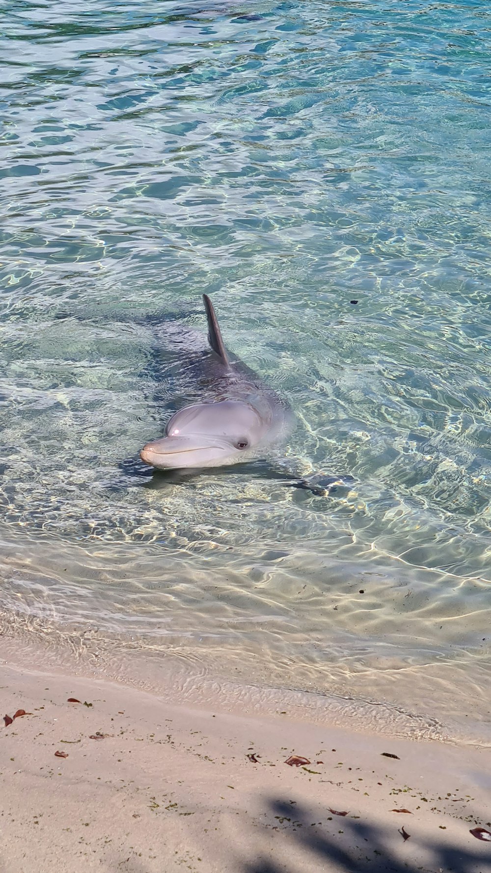 Dauphin gris sur le plan d’eau pendant la journée