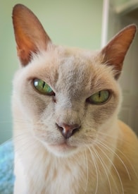 A close-up view of a light-colored cat with striking green eyes, looking directly into the camera. The fur appears smooth and well-groomed, with a mix of beige and cream tones. The background is softly blurred, suggesting that the focus is entirely on the cat's intense gaze.