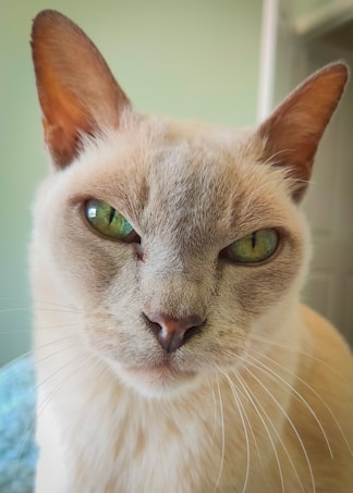 A close-up view of a light-colored cat with striking green eyes, looking directly into the camera. The fur appears smooth and well-groomed, with a mix of beige and cream tones. The background is softly blurred, suggesting that the focus is entirely on the cat's intense gaze.