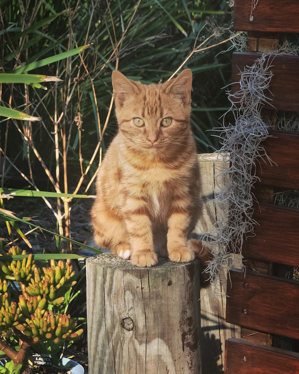 orange tabby cat on brown wooden fence