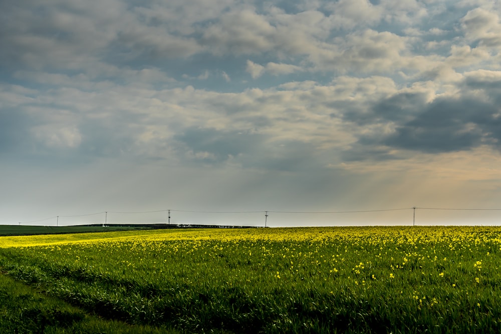 green grass field under white clouds