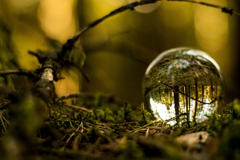 clear glass ball on brown tree branch