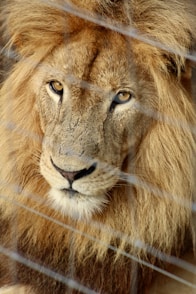 brown lion lying on green grass during daytime