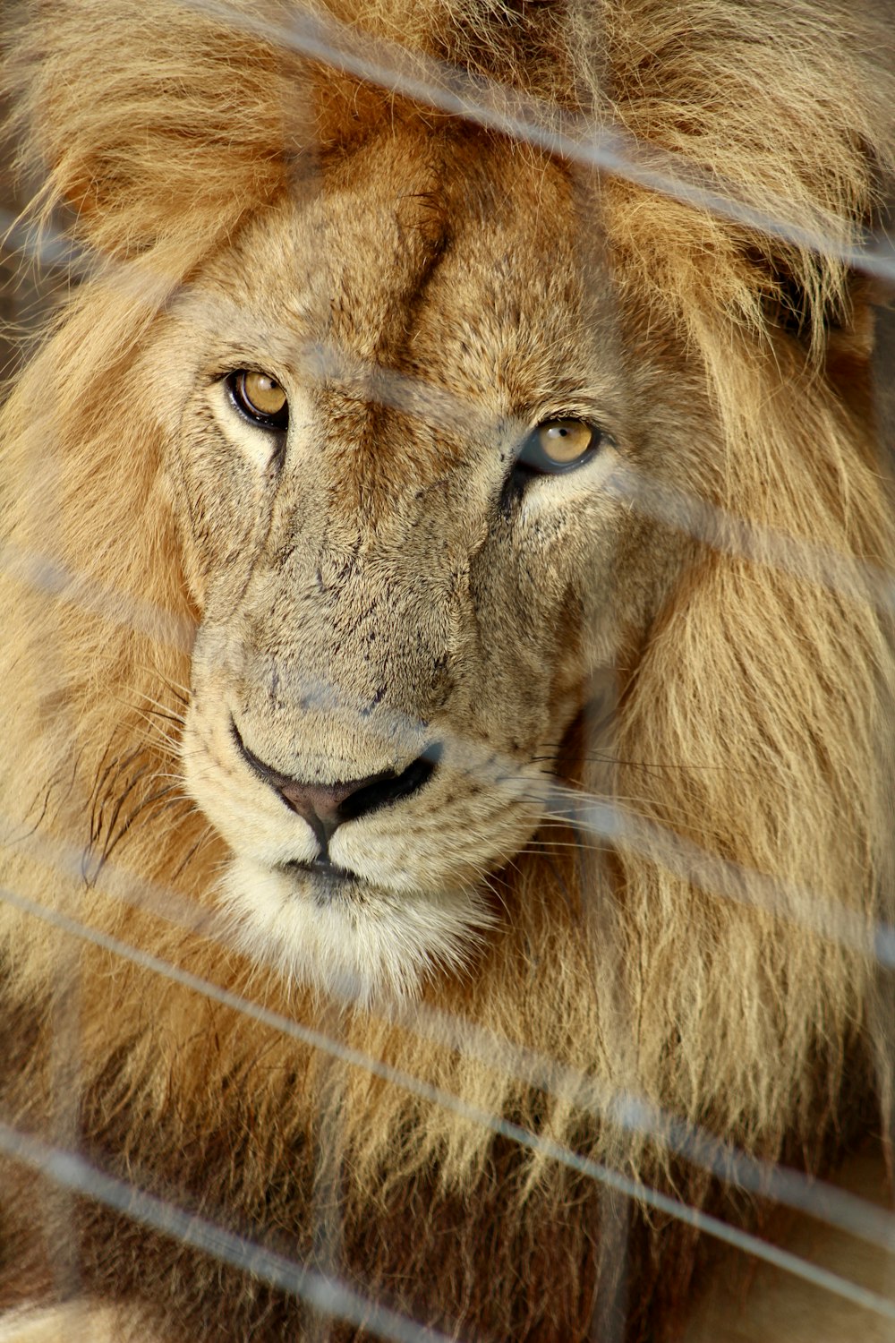 brown lion lying on green grass during daytime