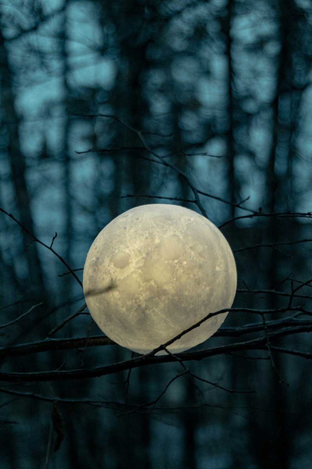 a full moon sitting on top of a tree branch