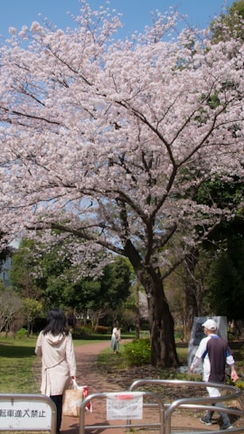 Cherry blossoms blooming in a Japanese park during springtime