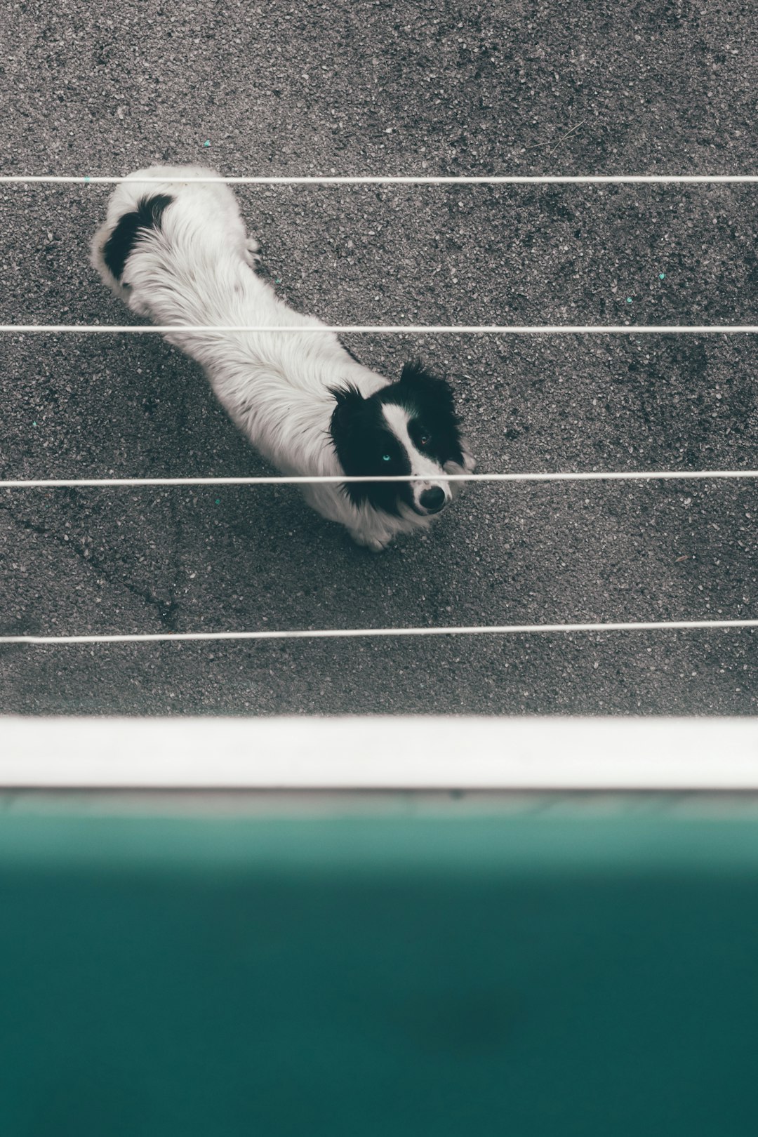 black and white border collie lying on the floor