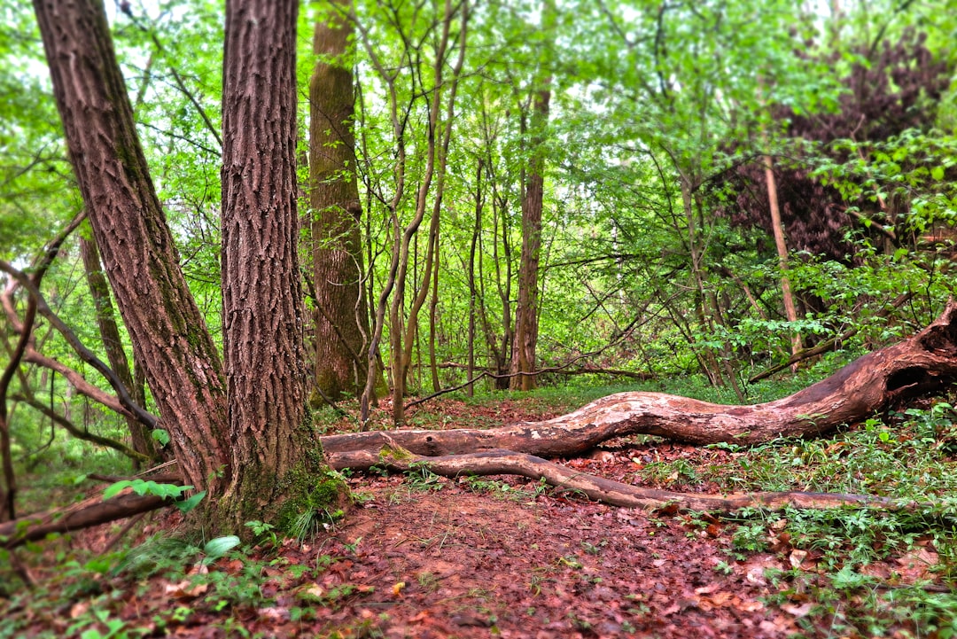 brown tree trunk surrounded by green leaves