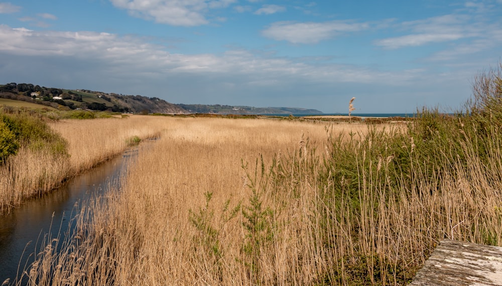 brown grass field under blue sky during daytime