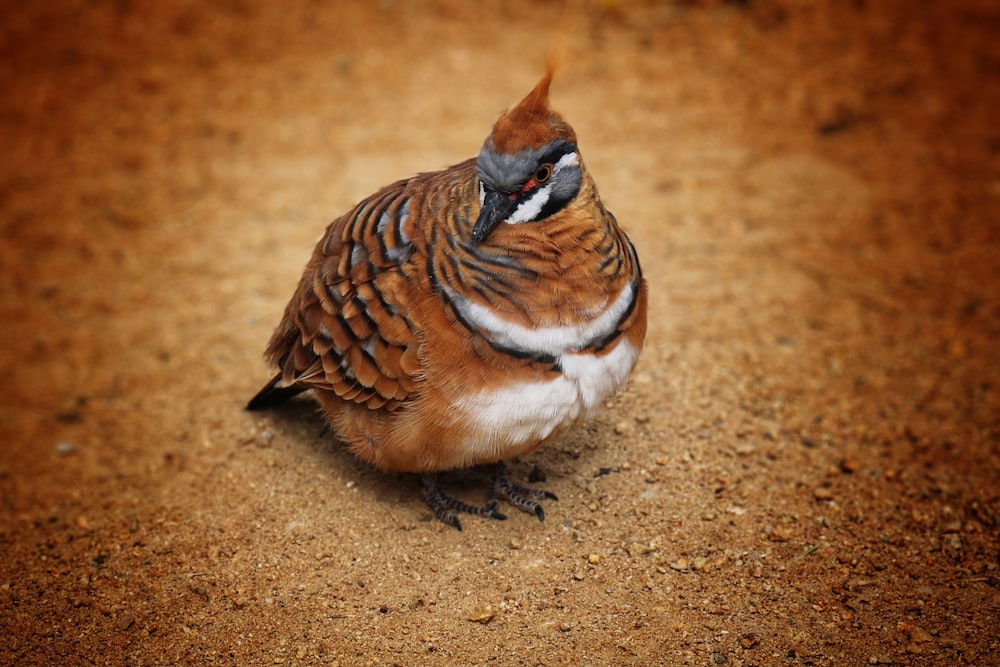 brown and white bird on brown sand