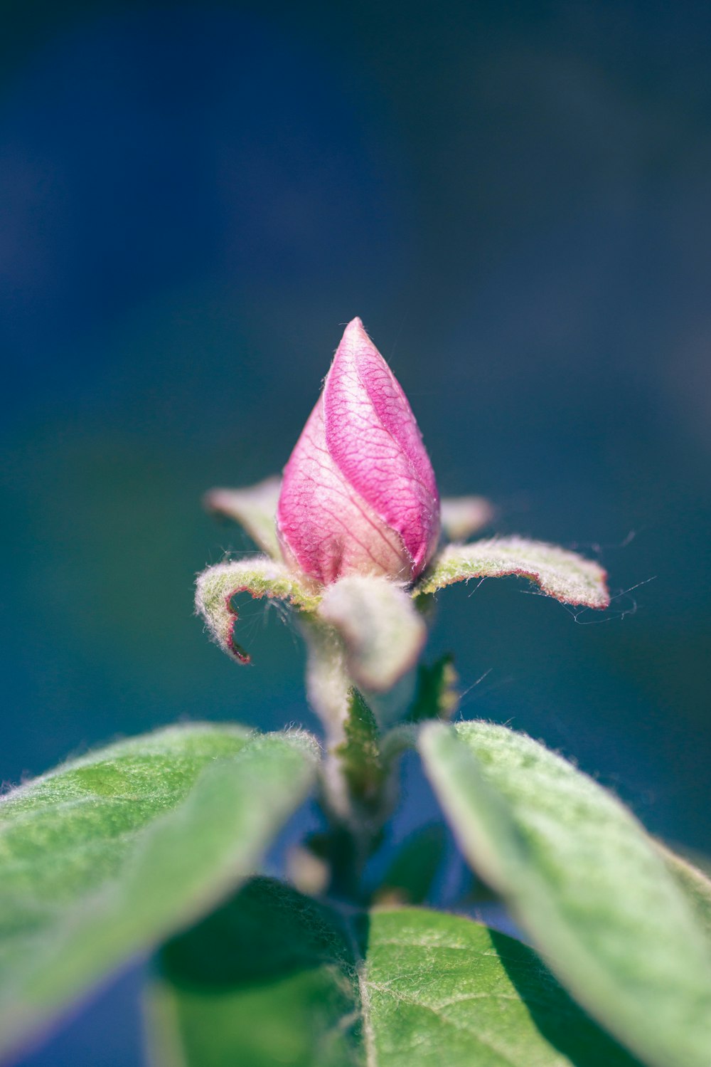 bocciolo di fiore rosa in lente tilt shift