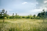 A peaceful landscape of the farm with wildflowers blooming and rolling green hills