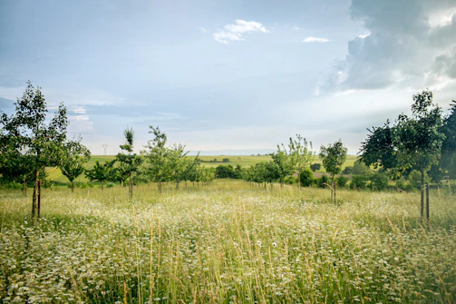 green grass field under blue sky during daytime