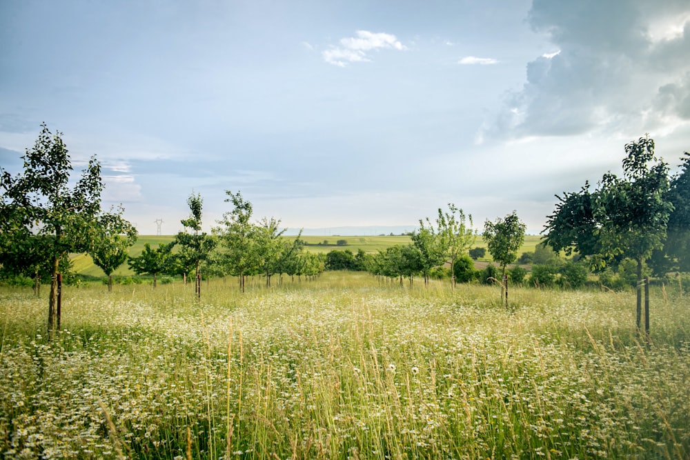 campo di erba verde sotto il cielo blu durante il giorno