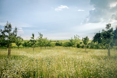 green grass field under blue sky during daytime impressionist google meet background