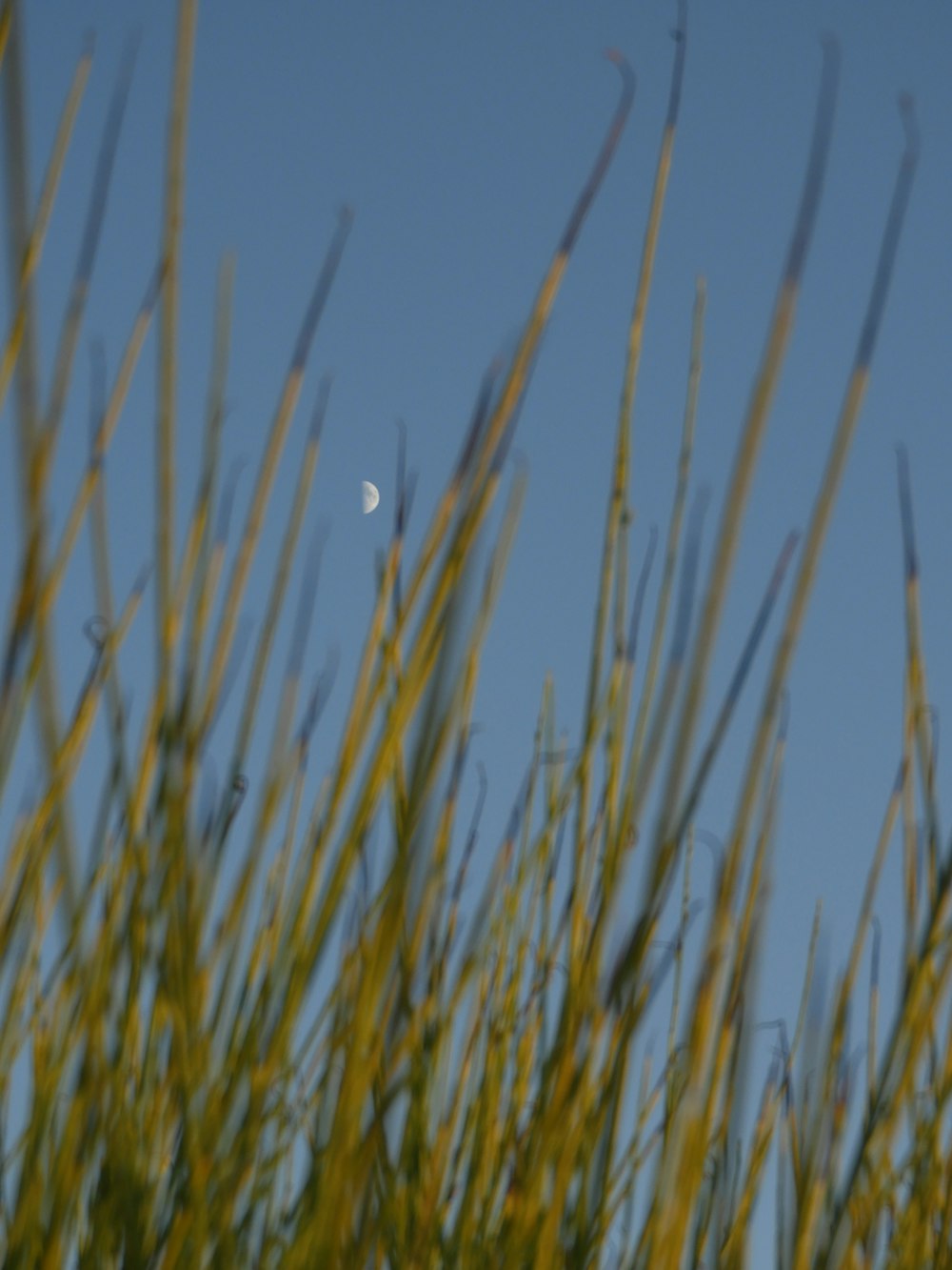 green grass field during daytime