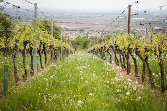 vineyard overlooking at town