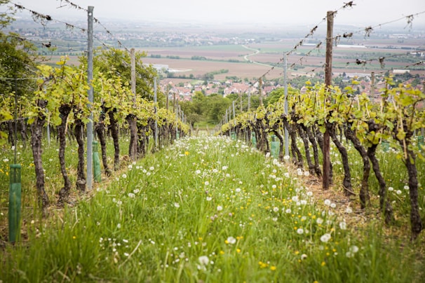 Lush grape vineyards stretching across the fertile fields of Chikkaballapur