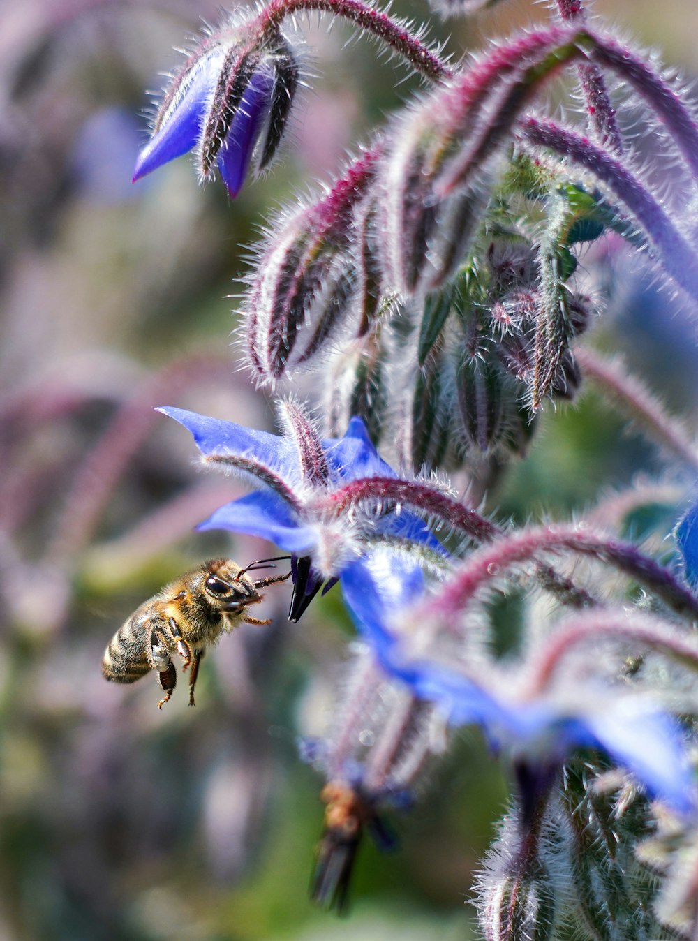 purple flower with bee on top