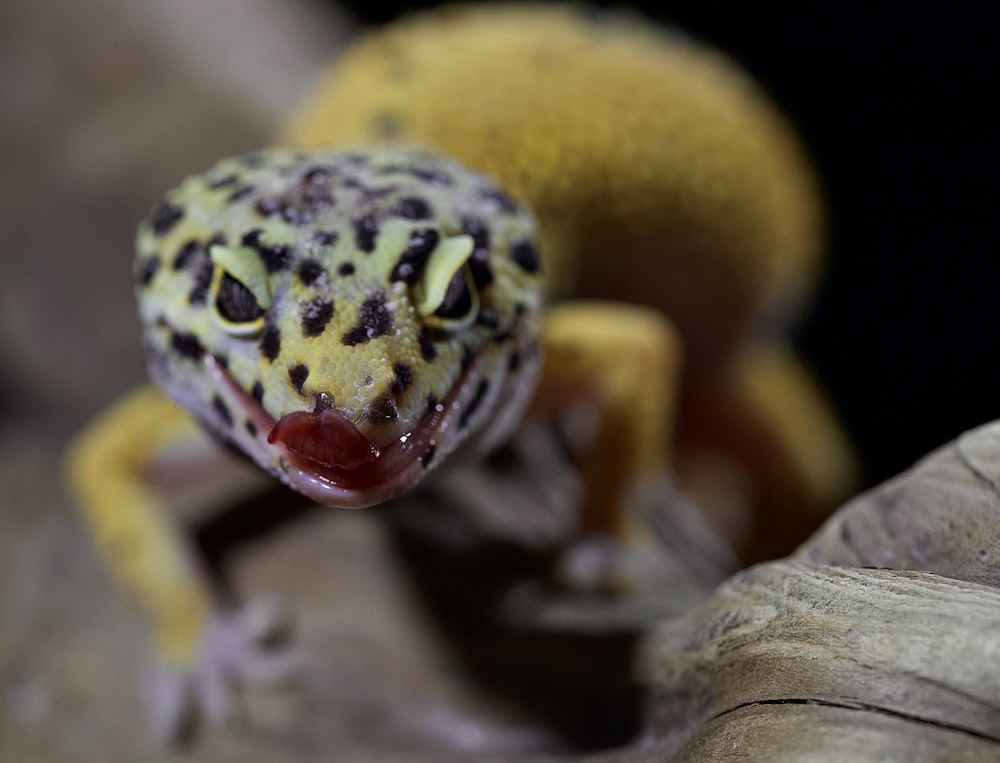 yellow white and black leopard