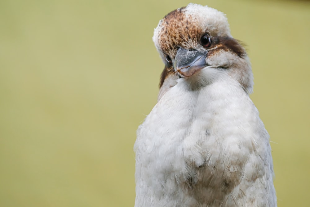 white and brown feathered bird