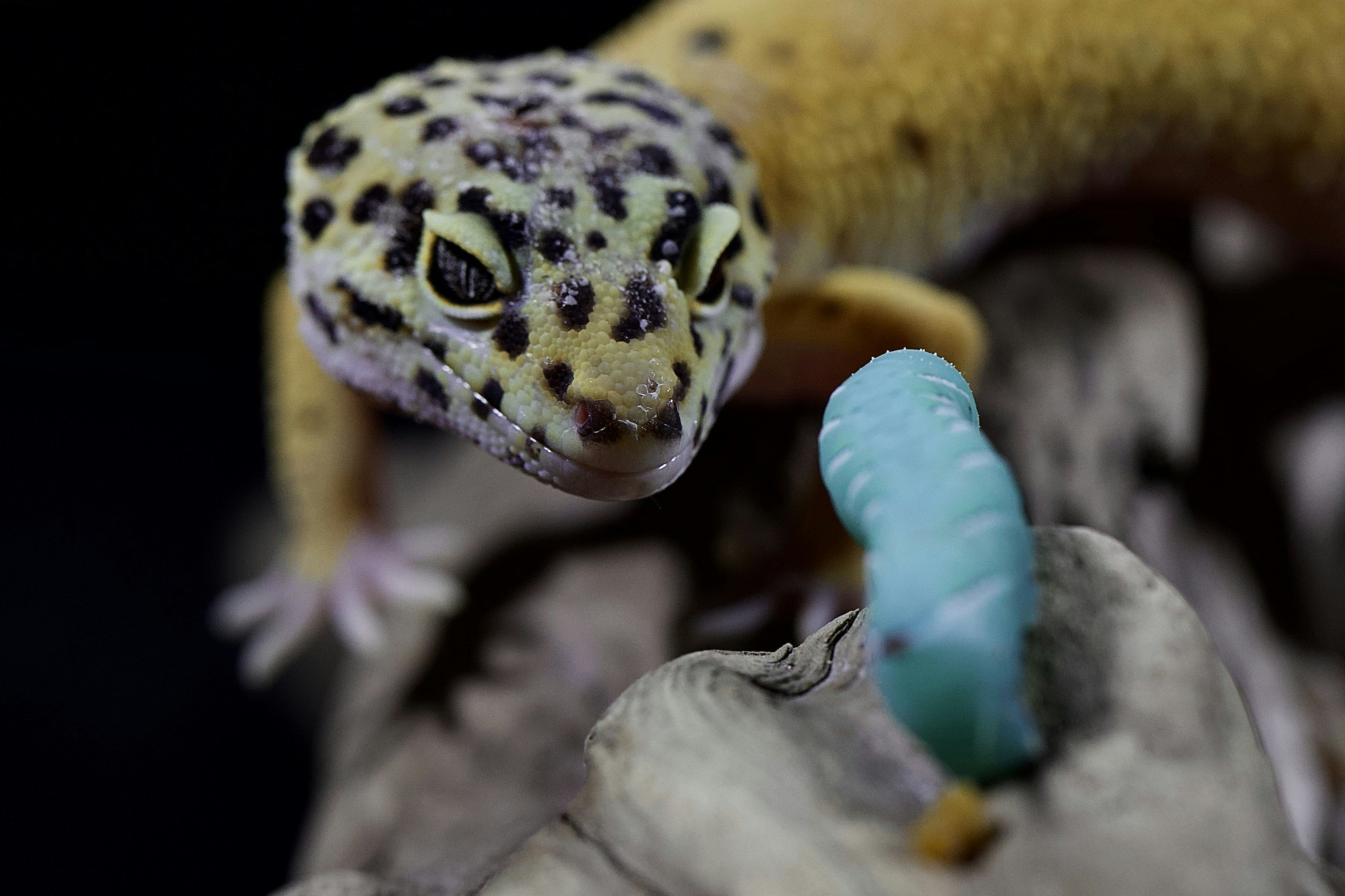 Adapting Your Gecko's Diet to the Seasons - GeckoSavvy