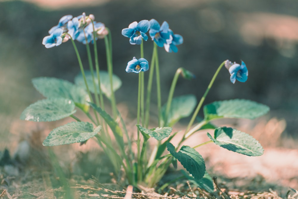 blue and yellow flowers in tilt shift lens