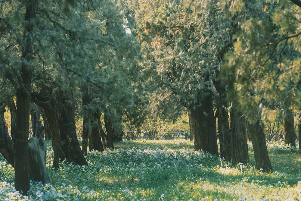 green grass field with trees