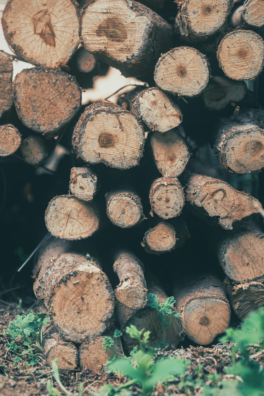 brown wood logs on green grass during daytime