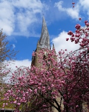 pink cherry blossom tree under blue sky