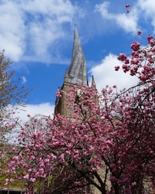 pink cherry blossom tree under blue sky