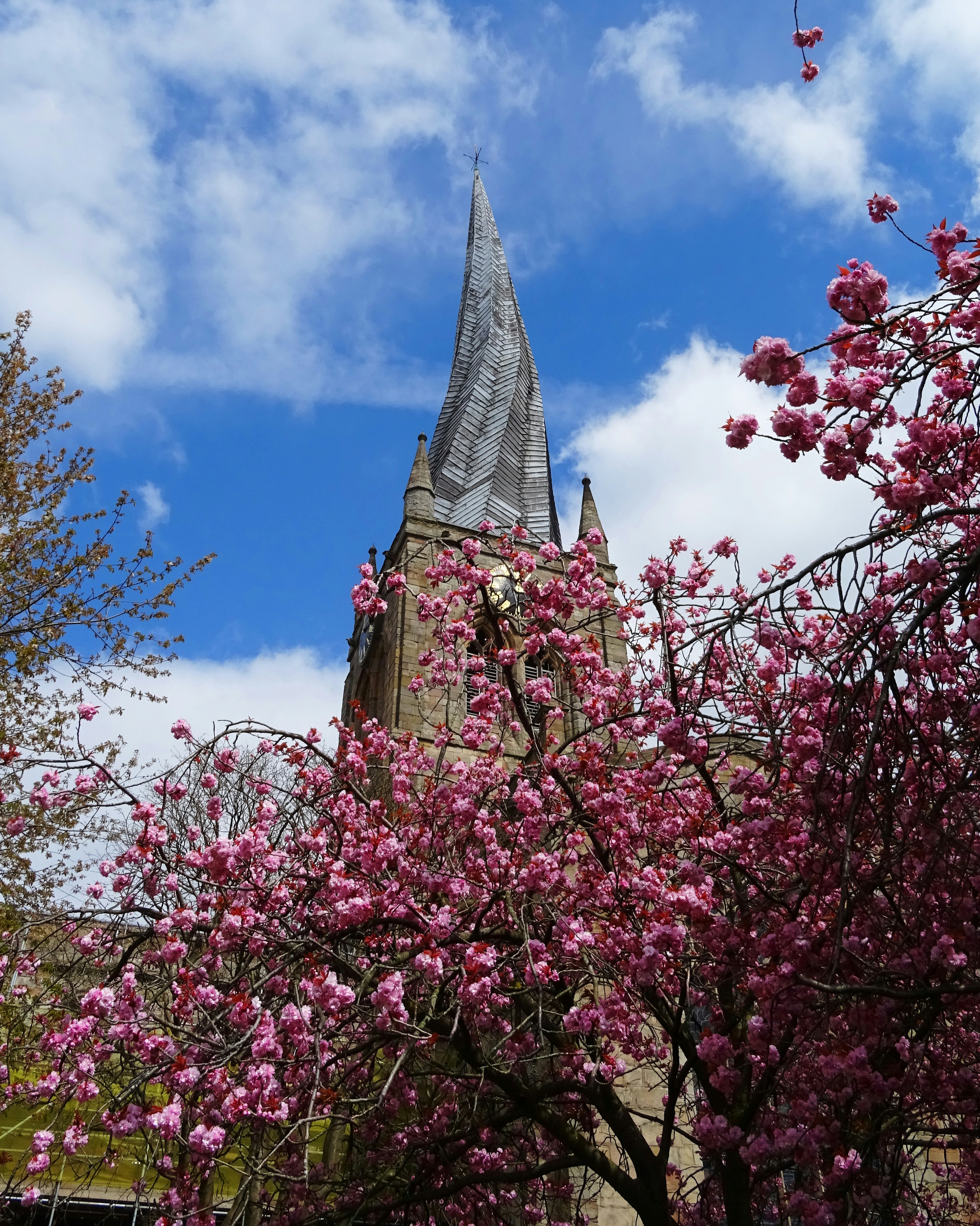 pink cherry blossom tree under blue sky
