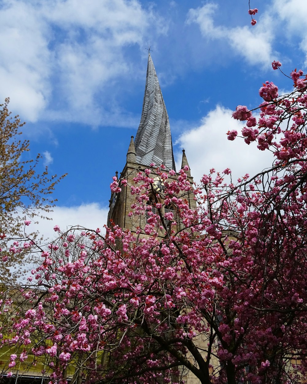 pink cherry blossom tree under blue sky